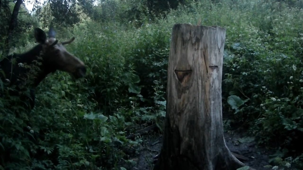 Wild Boar, Deer, and a Midnight Moose