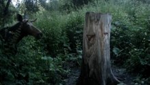 Wild Boar, Deer, and a Midnight Moose