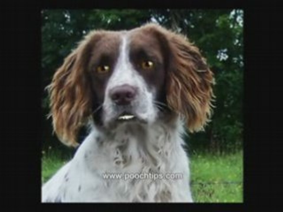 Sick Dog Symptoms And Ailments