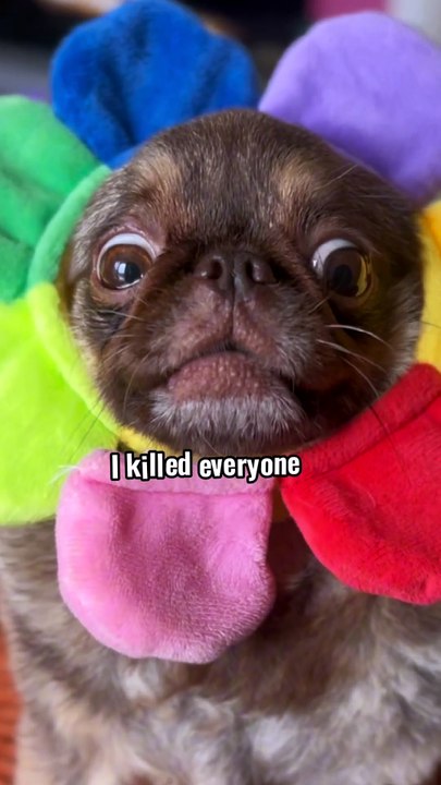 King Chilli The Pug