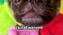King Chilli The Pug
