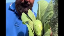Michele monopoli story ci gustiamo un bel frutto biologico