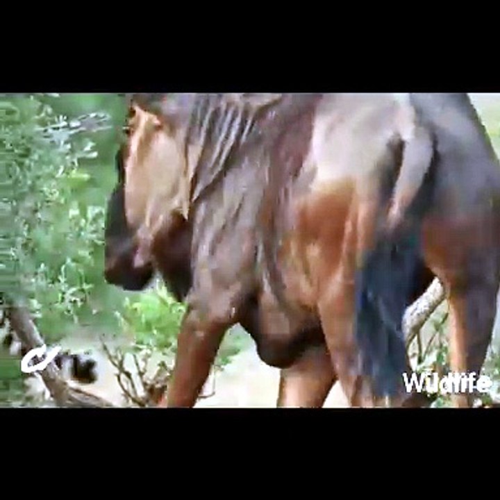 Cheetah attack with buffaloes New latest unbelievable history of movies