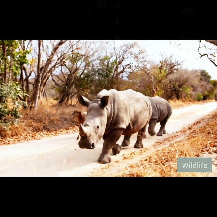 Rhino playing with small friend memna New latest unbelievable history of movies