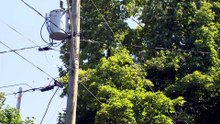 Saint-Jean-Port-Joli conteste la nouvelle réglementation de travaux d'arboriculture