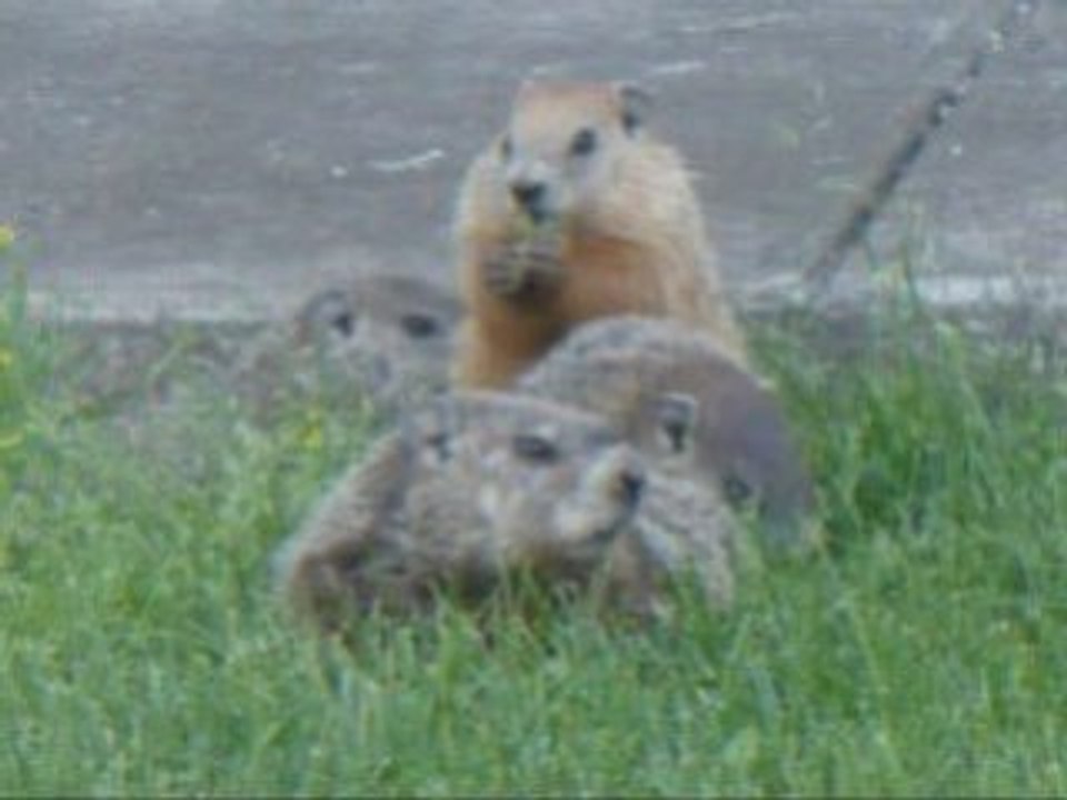 Marmottes bébés
