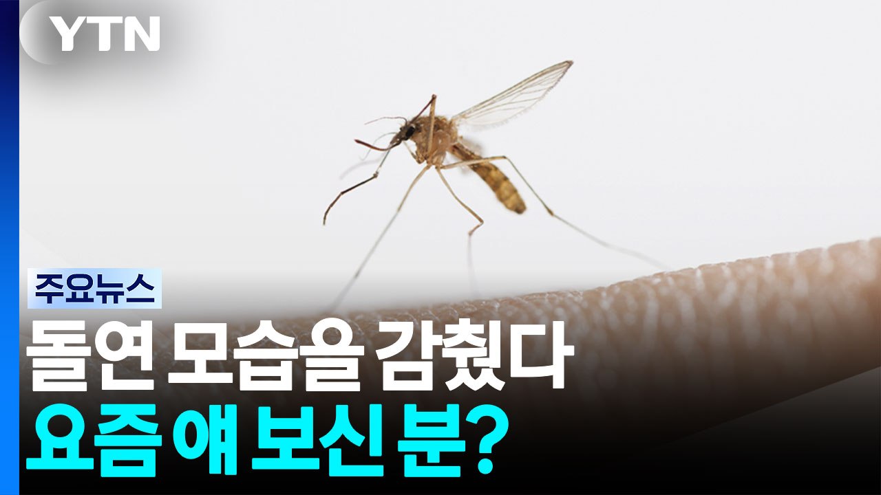 모기도 더위 먹었나...사라진 여름 불청객 [앵커리포트] / YTN