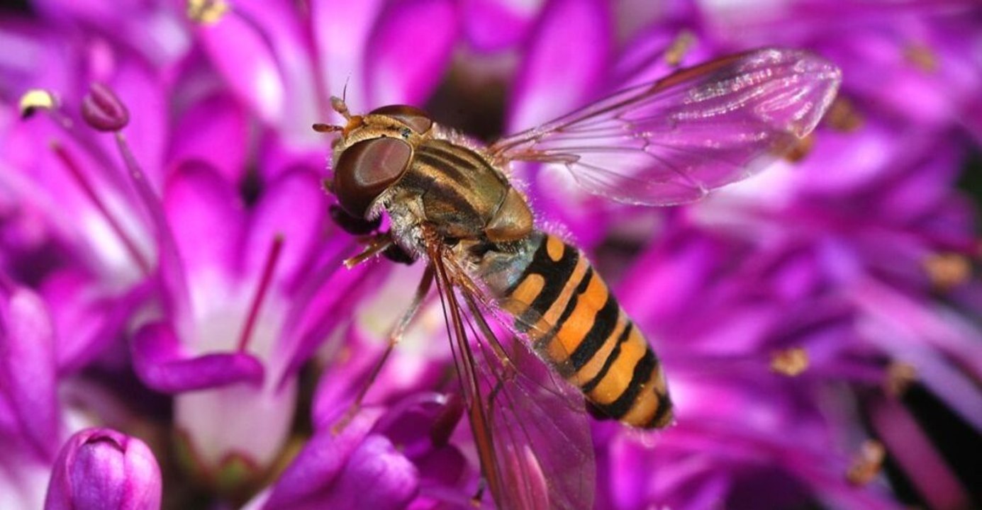 12 Insects That Help Your Garden Thrive