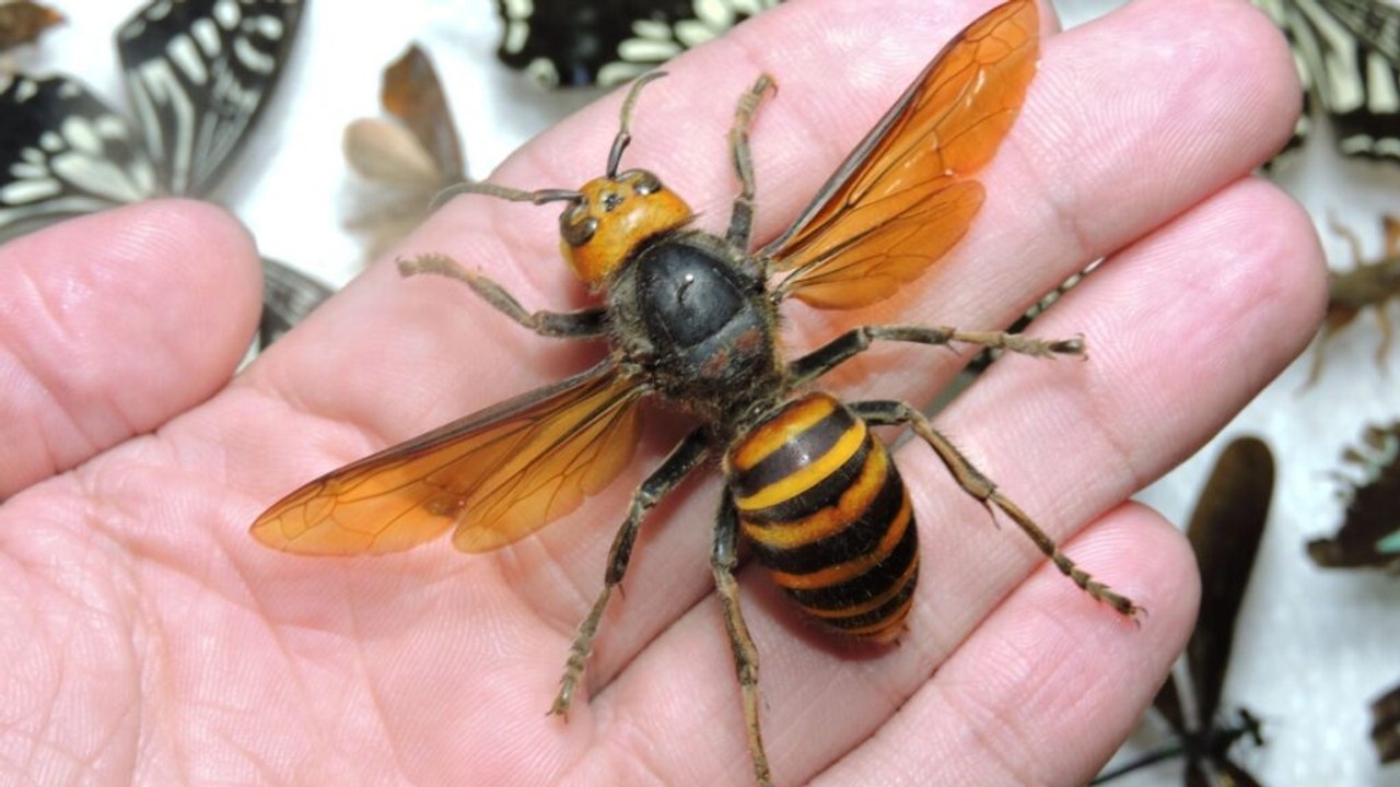 World's Largest Hornet Eradicated in the United States