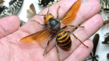 World's Largest Hornet Eradicated in the United States