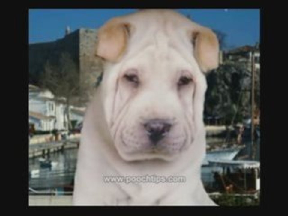 Dog Health Changes And Symptoms Of Sick Dog