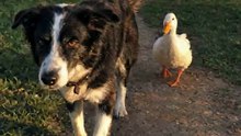 This Dog Adopted a Duck... 🥹🦆