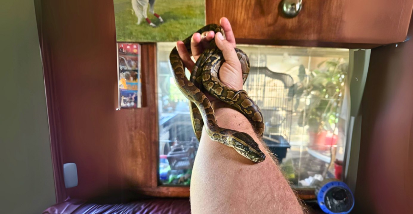 Meet the largest reptiles still dominating America’s wilds