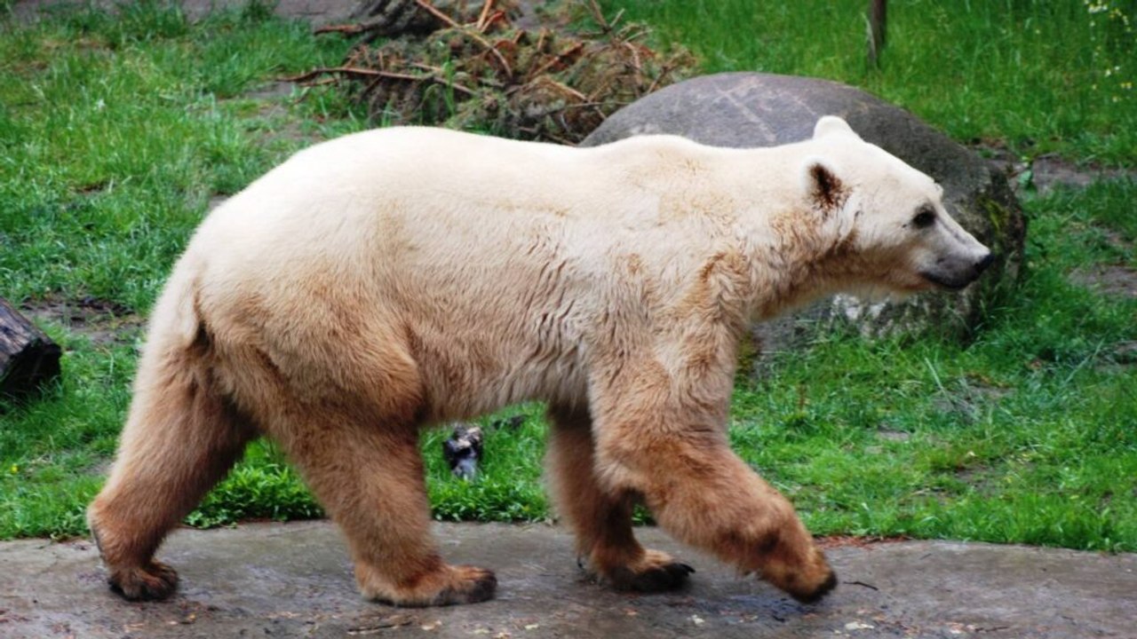 10 Facts About Grolars – The Impressive Polar-Grizzly Hybrid