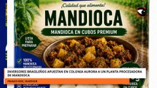 INVERSORES BRASILEÑOS APUESTAN EN COLONIA AURORA A UN PLANTA PROCESADORA DE MANDIOCA