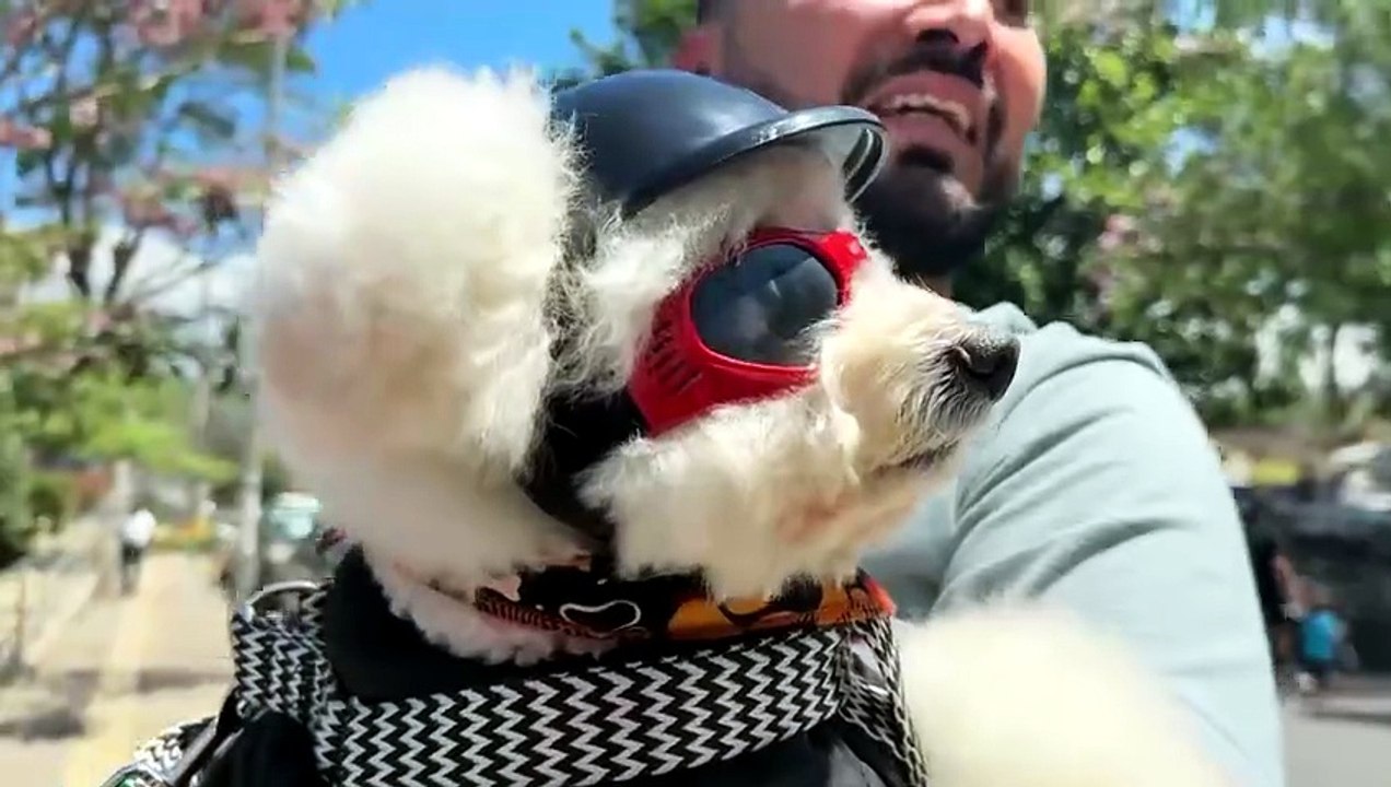 mqn-tiene-mas-estilo-que-la-mayoria-de-motociclistas-el-perro-biker-que-conquista-santa-ana-250526 [Full Movie]