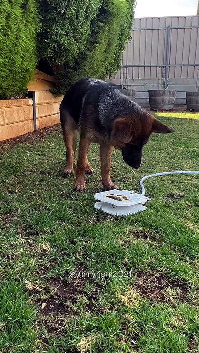 Funny German Shepherd dogs 🐾🐾#fun#Germansherphed🐾🐾#awsome#funniestdogs#funny🤣🤣🤣#German 😍#cuteGerman😍#longhair#shorthair#folow me on daily motion
