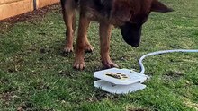 Funny German Shepherd dogs 🐾🐾#fun#Germansherphed🐾🐾#awsome#funniestdogs#funny🤣🤣🤣#German 😍#cuteGerman😍#longhair#shorthair#folow me on daily motion