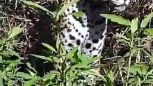 Breathtaking Safari Video Of A Camouflaged Jaguar Stalking A Resting Caiman On A Riverbank