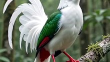 Wild life bird 🕊️