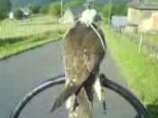 Balade du faucon en quad