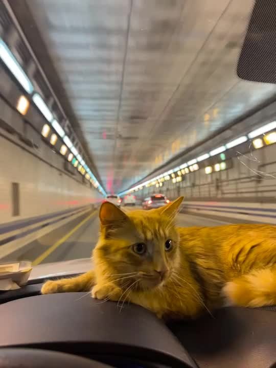 Cat Rides Dashboard Through First Tunnel