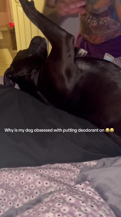 Dog Rolls Over For Deodorant Application