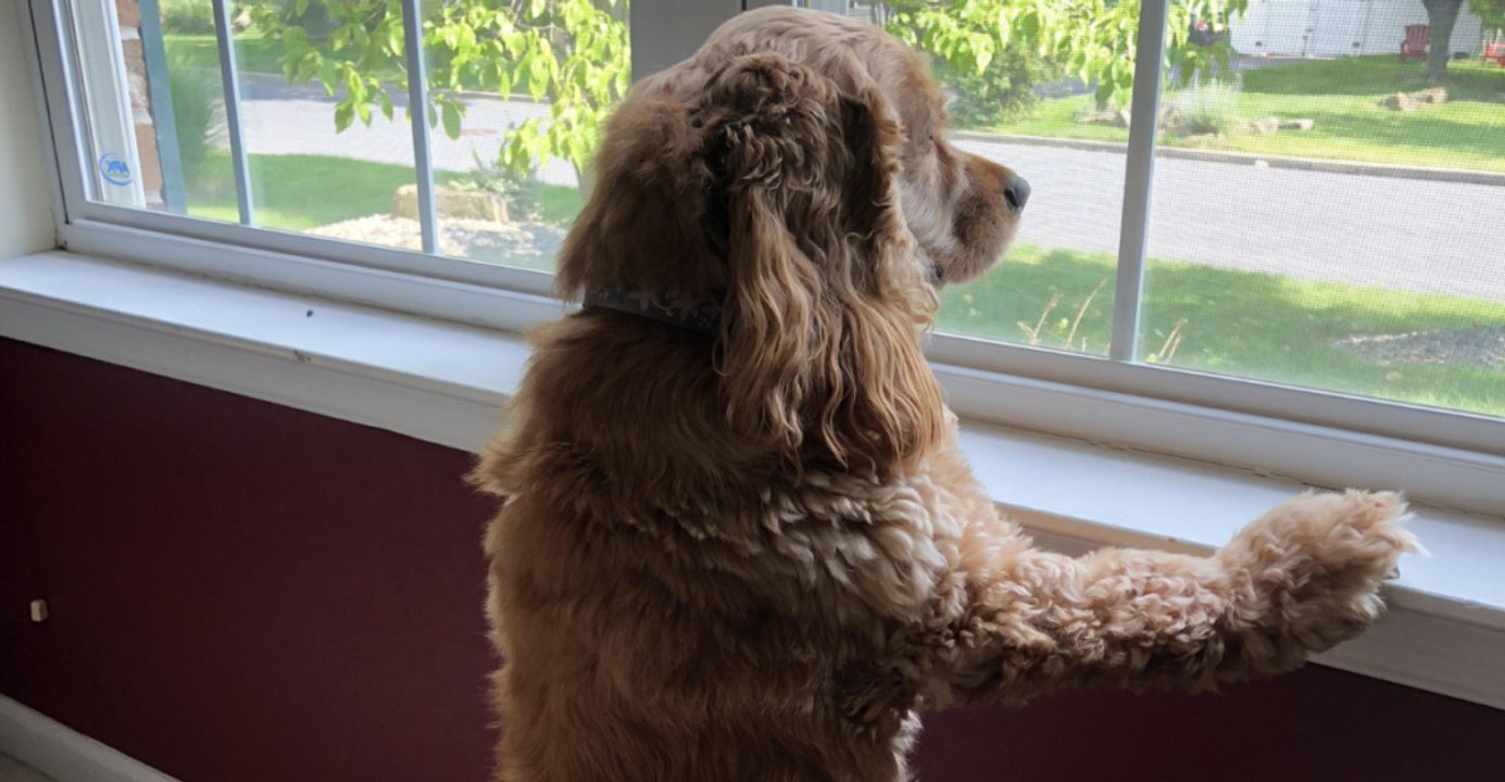 Leaving Your Dog Home Alone? 10 Risks to Consider