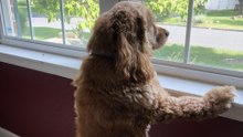 Leaving Your Dog Home Alone? 10 Risks to Consider