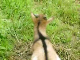 Toutes les biquettes