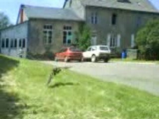 rapace  en vol d'attaque 2