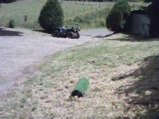 rapace en vol d'attaque 4