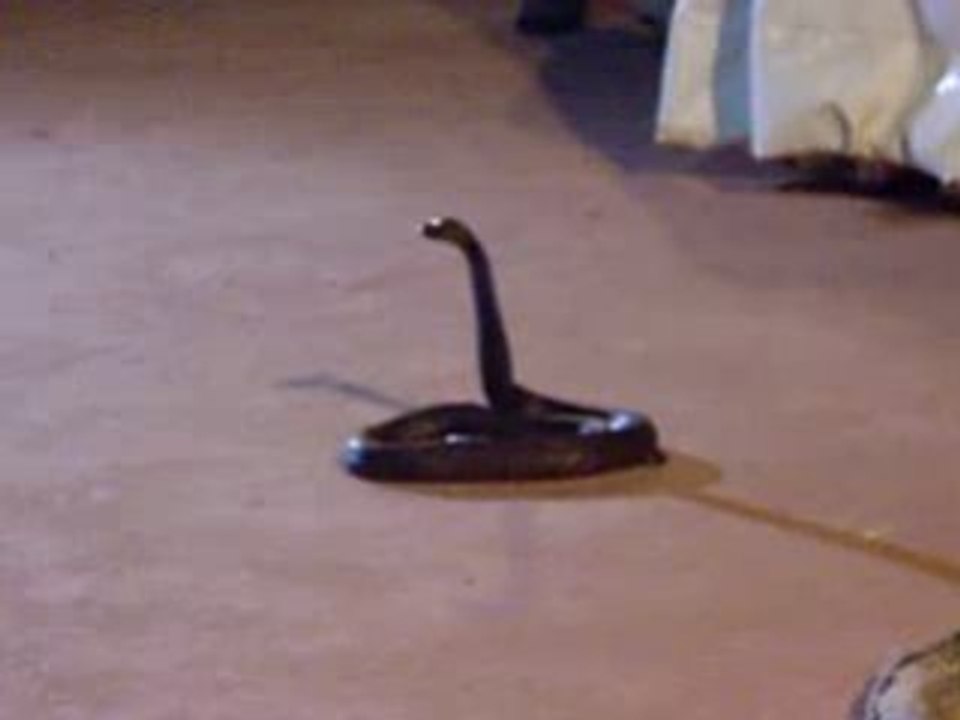 Charmeur de serpent au maroc