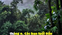 🐉 Dần (Hổ) - Tử Vi Con Giáp 06/08/2026