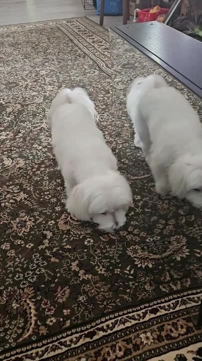 Little Maltese Tries to Play With His Own Mirror Reflection