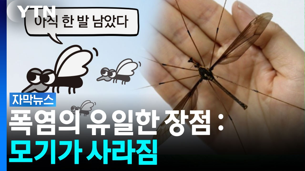 최근에 모기 물리신 분?...더위 먹은 모기 어디로 갔나 [자막뉴스] / YTN
