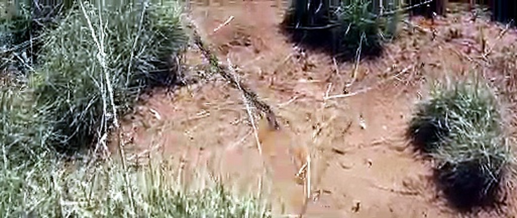 SWEET CONTRY (2017) Trailer - HD [Full Movie]