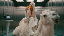 The White Suit and the Camel