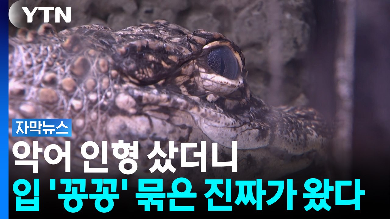'피규어' 거래인 줄 알았는데...어이없는 멸종위기종 밀수 수법 [자막뉴스] / YTN