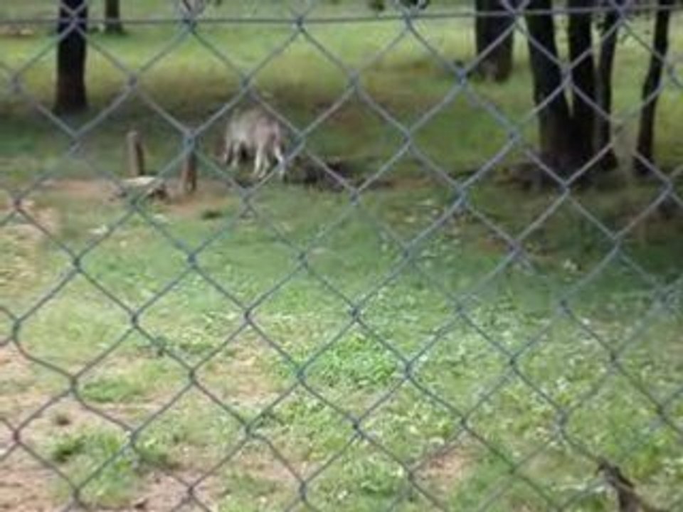 Loups et louveteaux au parc animalier de gramat