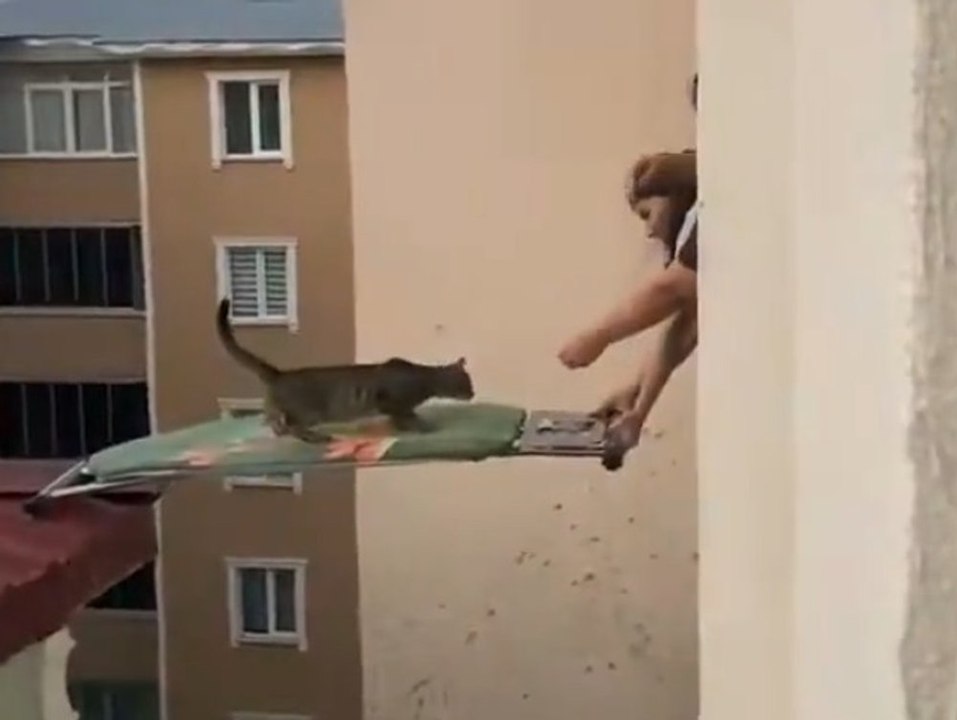 Katze mit Bügelbrett von Hausdach gerettet
