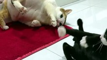 Tuxedo Cat vs Cow 😸😸😸