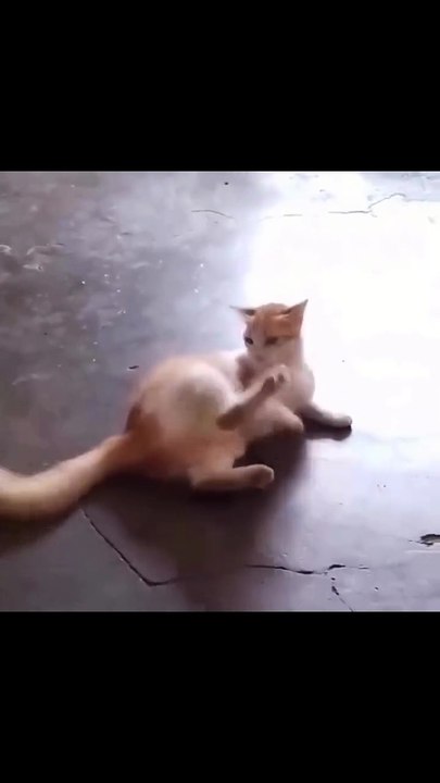Funny Cat Moments 😸😸😸