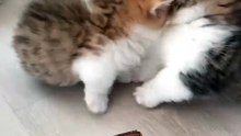 Please Don't Bite Me Brother 🙀🙀🙀