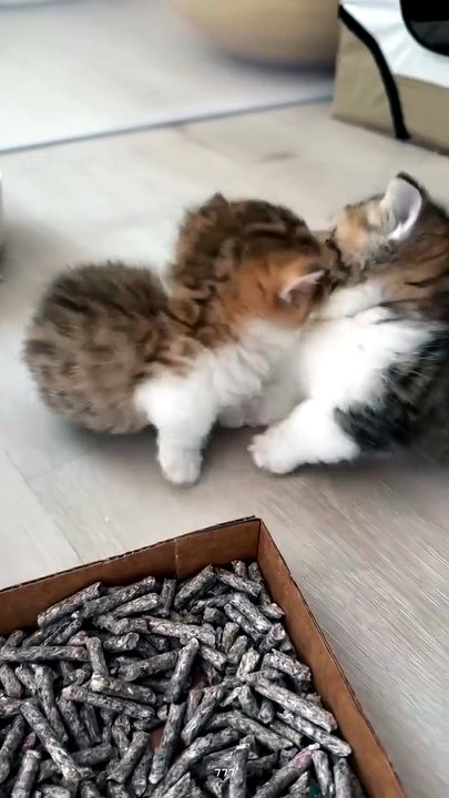 Please Don't Bite Me Brother 🙀🙀🙀