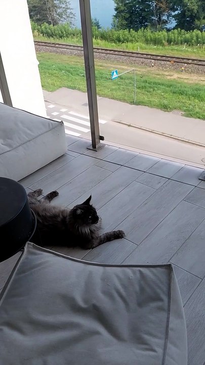 The view makes it all! #cats #funnycats #catlov...