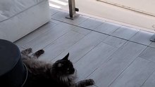 The view makes it all! #cats #funnycats #catlovers #nature