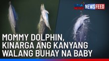 Mommy dolphin carries her lifeless newborn | GMA News Feed
