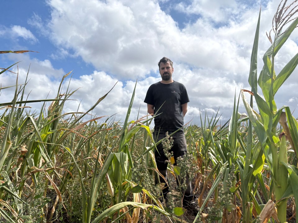 Les cultures agricoles ravagées par la sécheresse