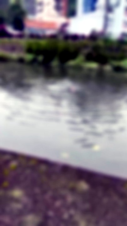 Homem nadando no rio Cachoeira em Joinville